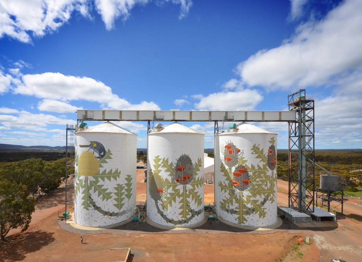 Amok Island  'Six stages of Banksia baxteri' x FORM in Western Australia